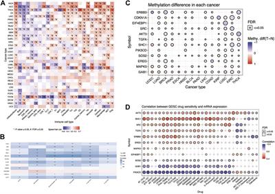 The Role of ERBB Signaling Pathway-Related Genes in Kidney Renal Clear Cell Carcinoma and Establishing a Prognostic Risk Assessment Model for Patients